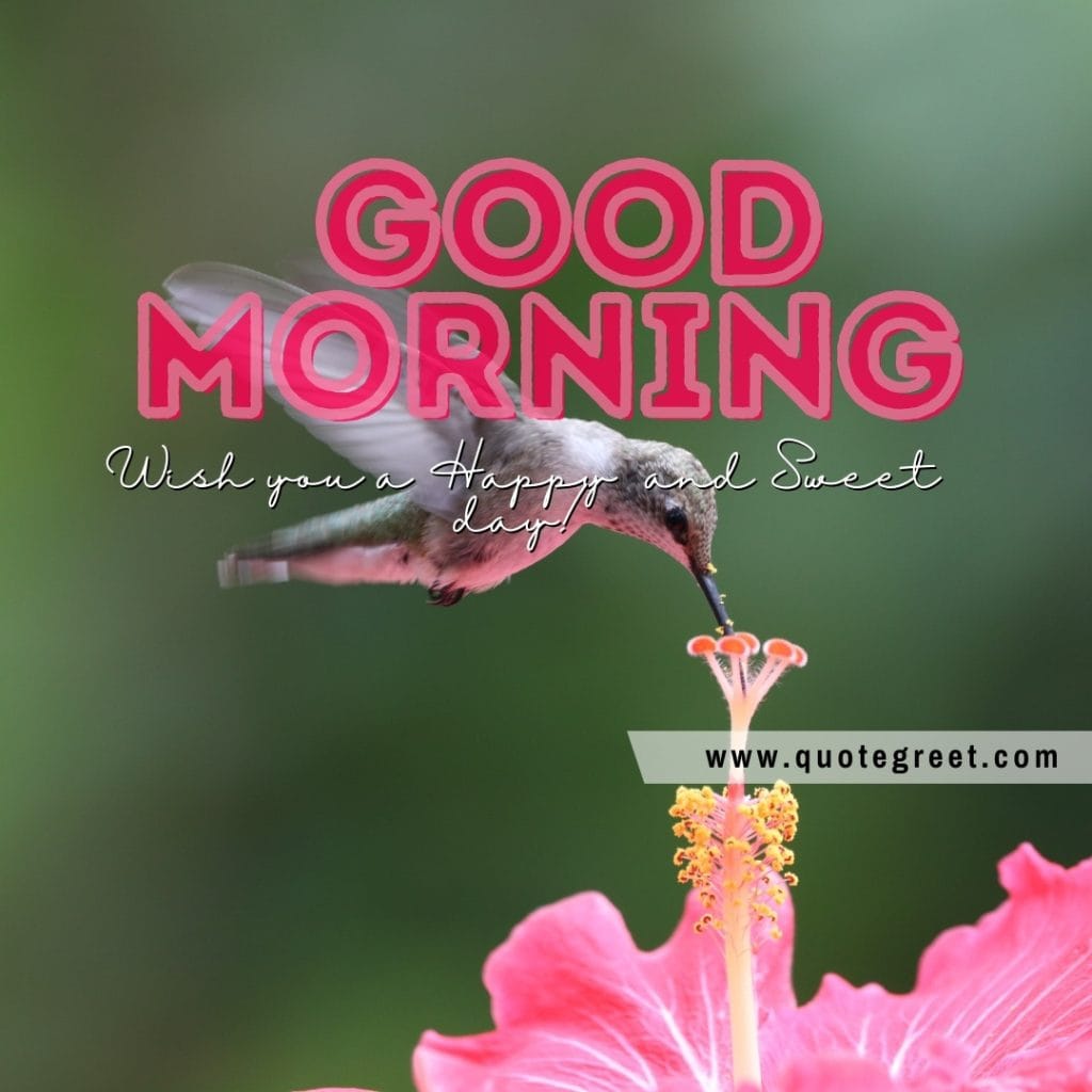 beautiful-hummingbird-good-morning-pink-flower-wish-you-happy-sweet-day-nature-bird-picture-pic-photo-image