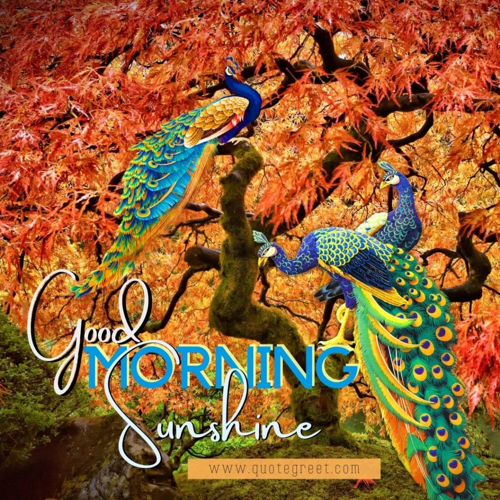 beauttiful-good-morning-sunshine-peacock-yellow-blue-cute-tree-birds-image-pic-gud-picture-photo