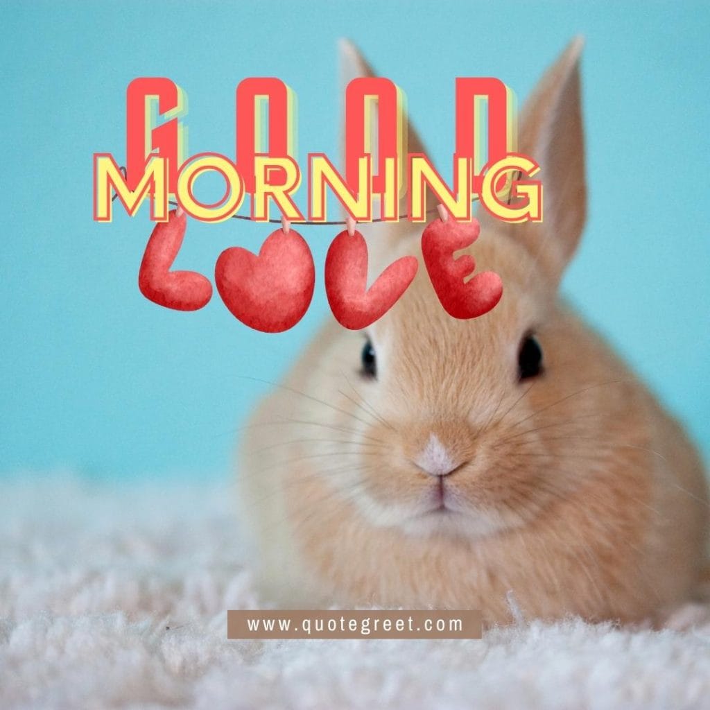 cute-brown-rabbit-good-morning-love-bunny