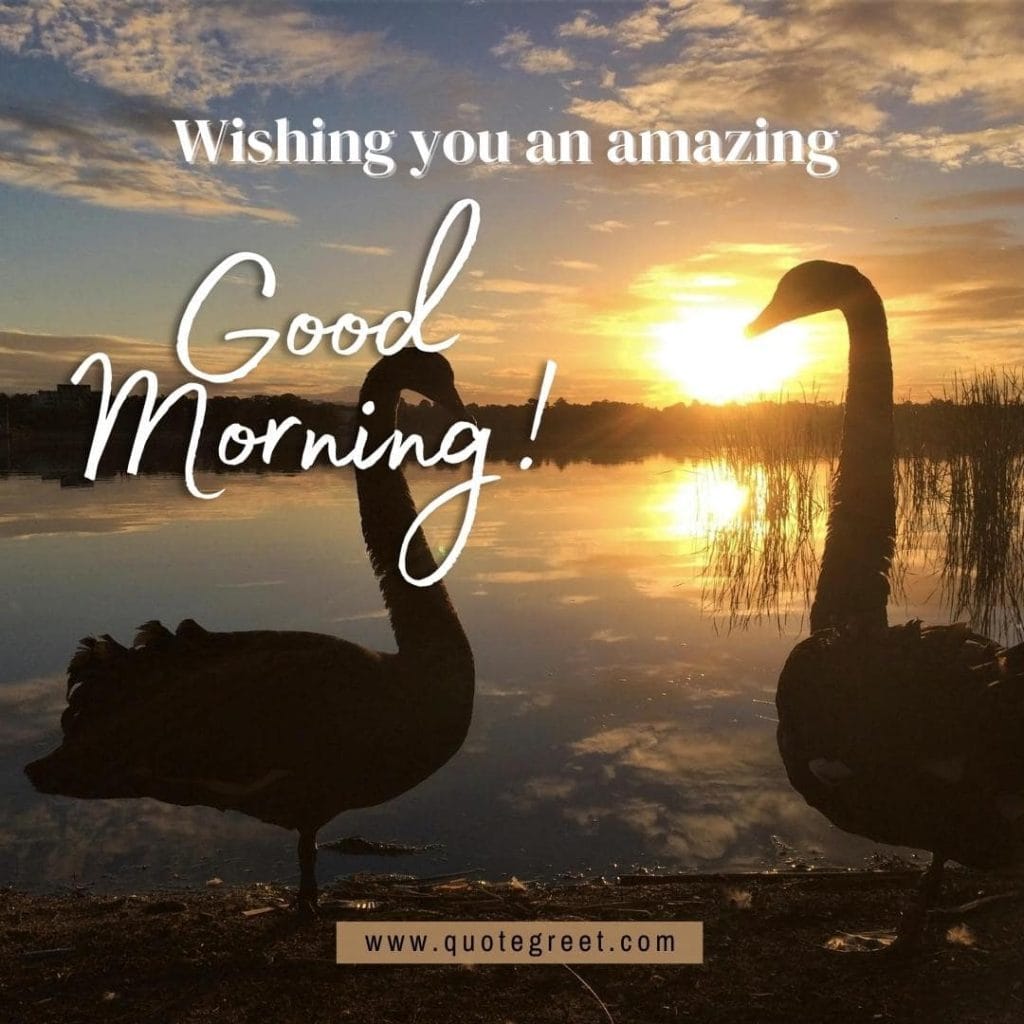 cute-two-swans-heart-good-morning-river-lake-water-sunrise-nature-swan-pic-gud