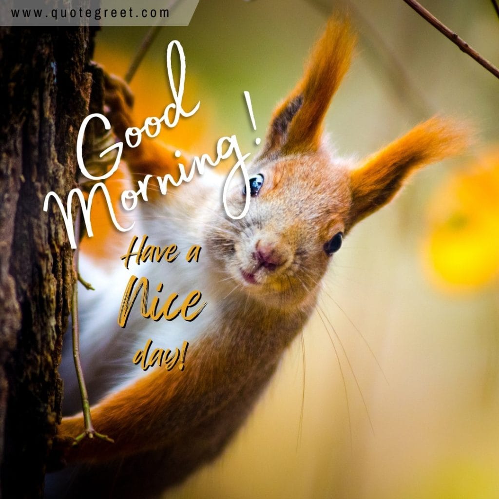 good-morning-squirrel-image-picture-pic-photo-gud-nature-brown-cute-lovely-wish-message-blessings