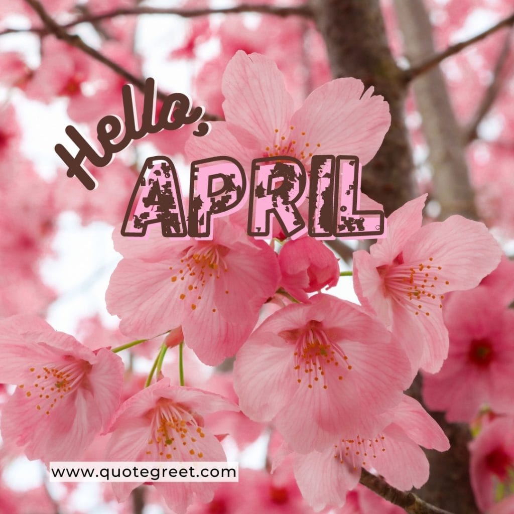 hello-april-pink-cherry-blossom-flowers-cute-amazing-image-picture-pic-photo