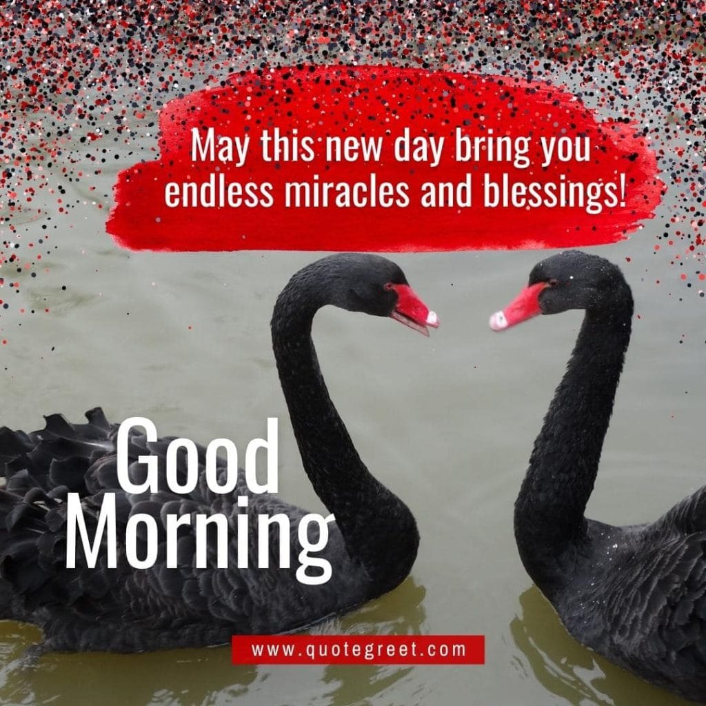 cute-good-morning-image-with-two-swans-black-swan-pic-gud-nature-water-love-romantic