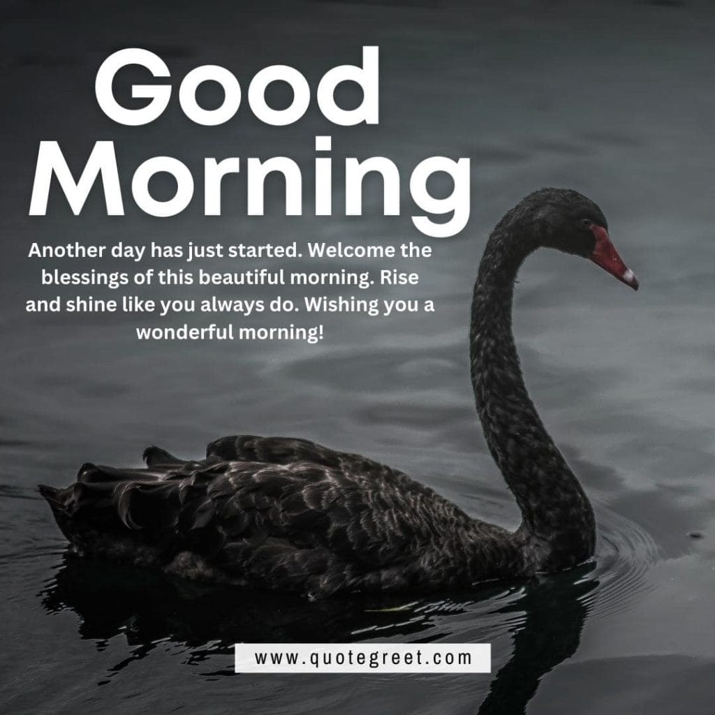 beautiful-good-morning-image-with-black-swan-pic-gud-nature-water.