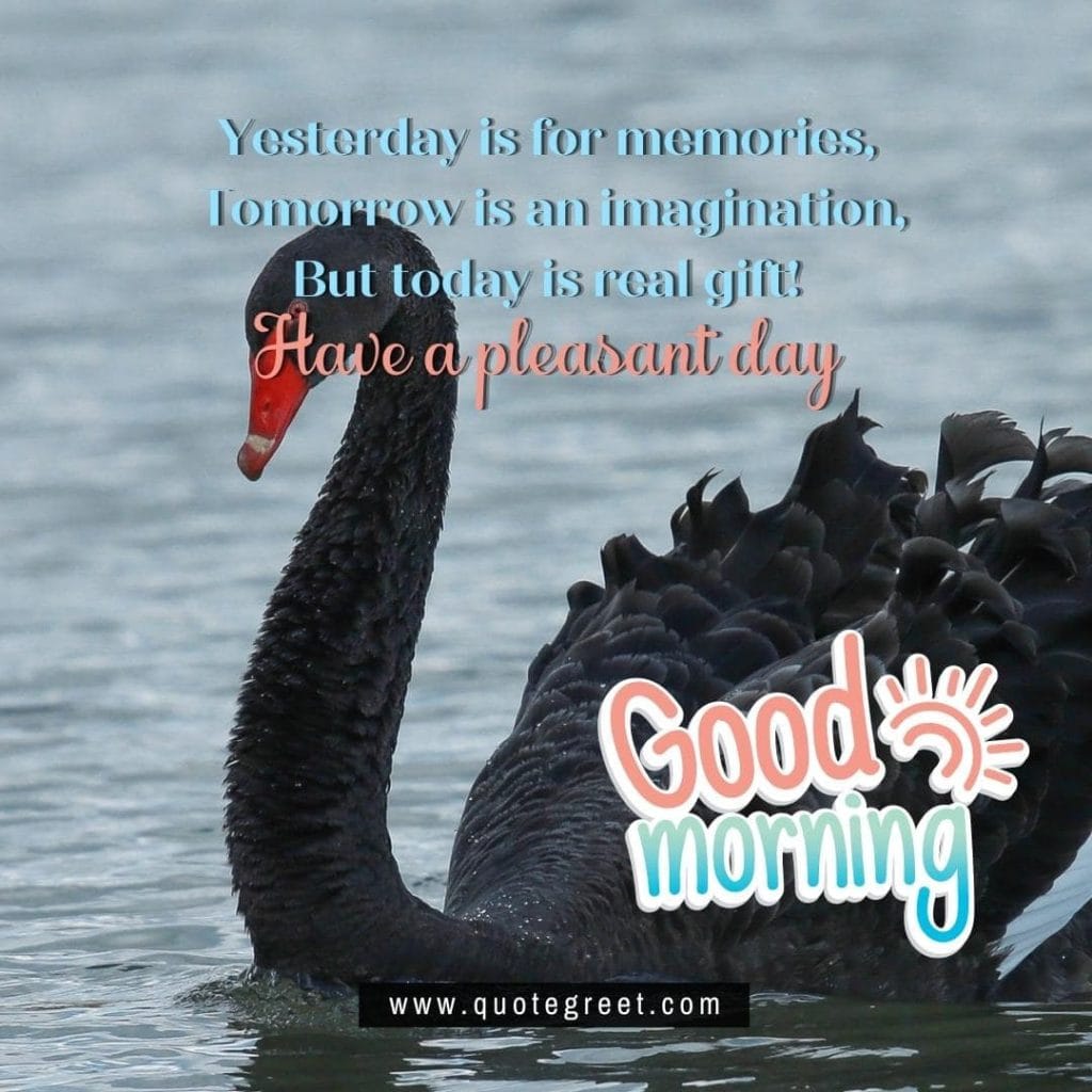 beautiful-good-morning-image-with-black-swan-pic-gud-nature-water