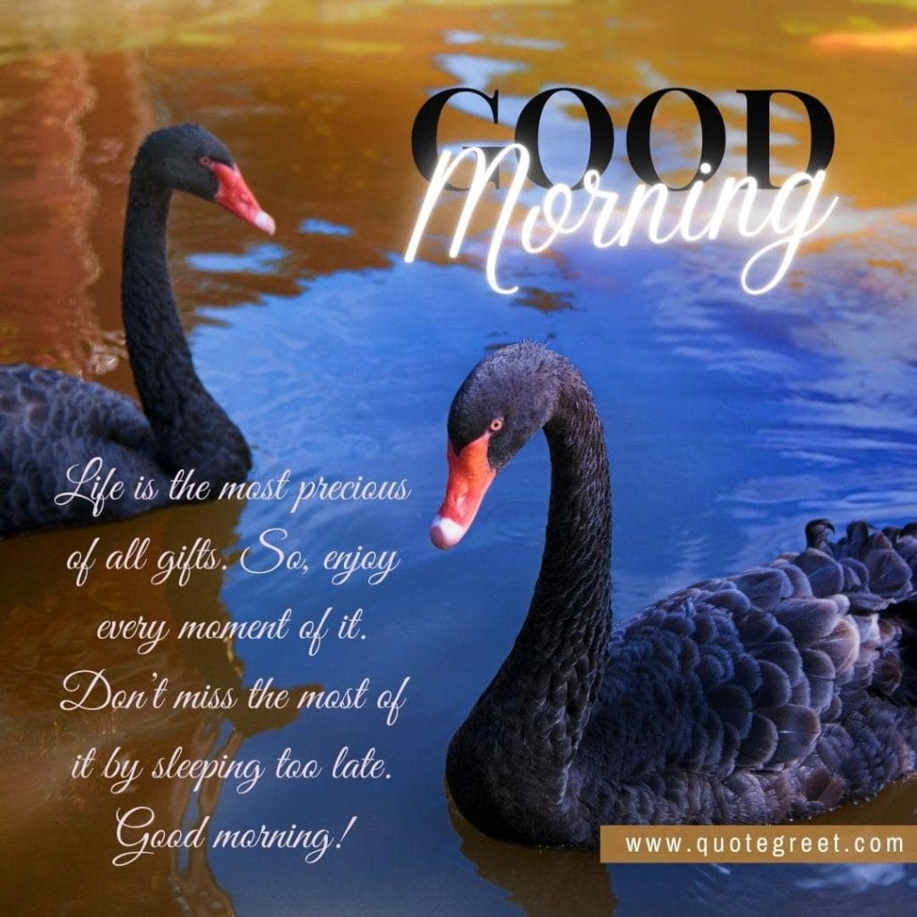 cute-good-morning-image-with-two-swans-black-swan-pic-gud-nature-water-love-romantic