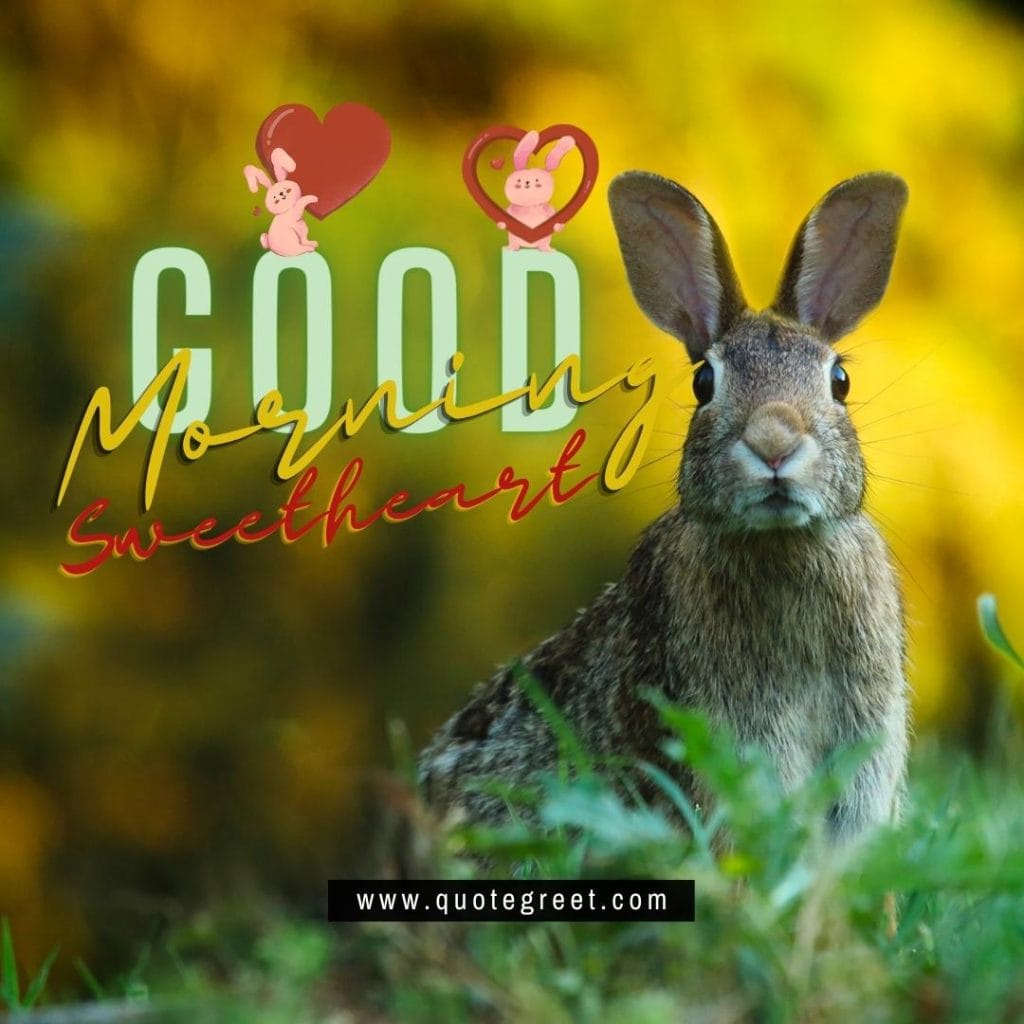 -cute-rabbit-good-morning-sweetheart-bunny-image-pic-gud-wishes