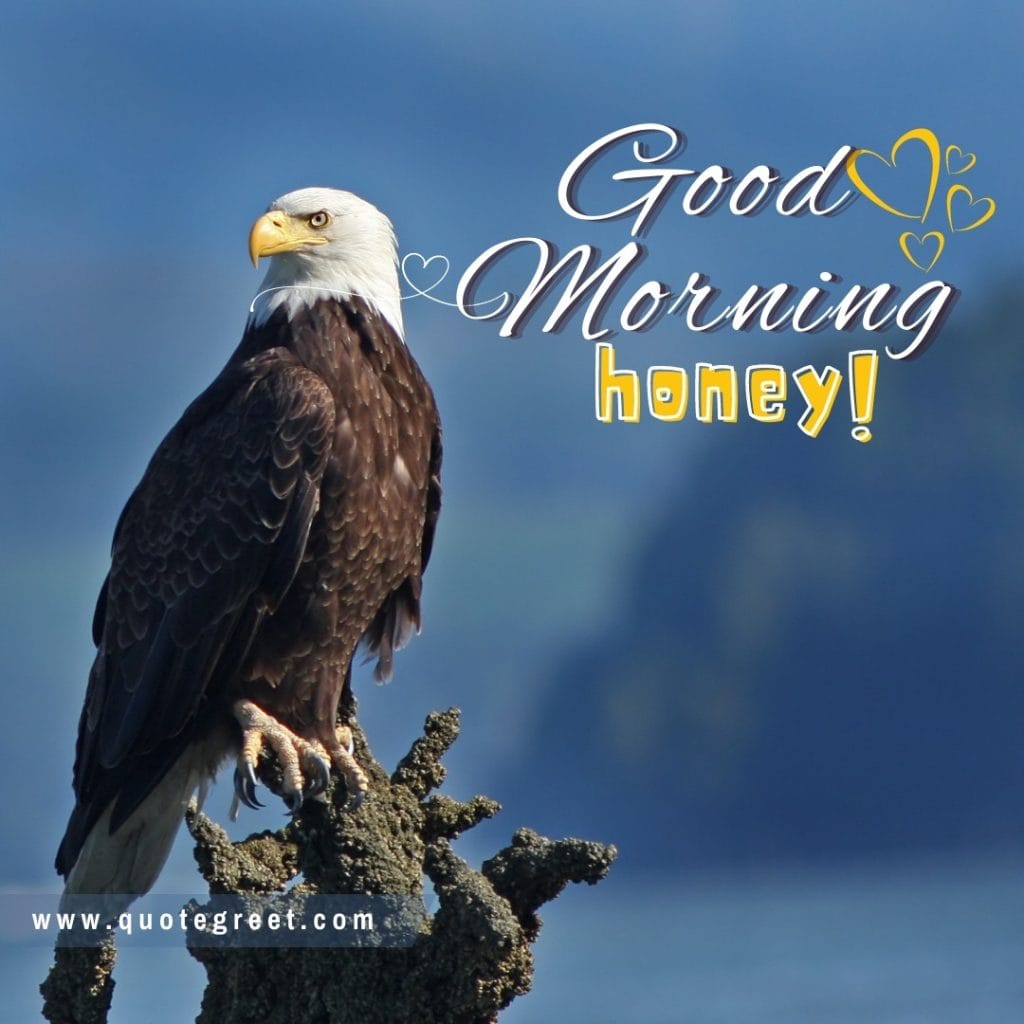 good-morning-honey-eagle-bird-sittingg-on-tree-trunk-bird-image-pic-gud-picture-photo