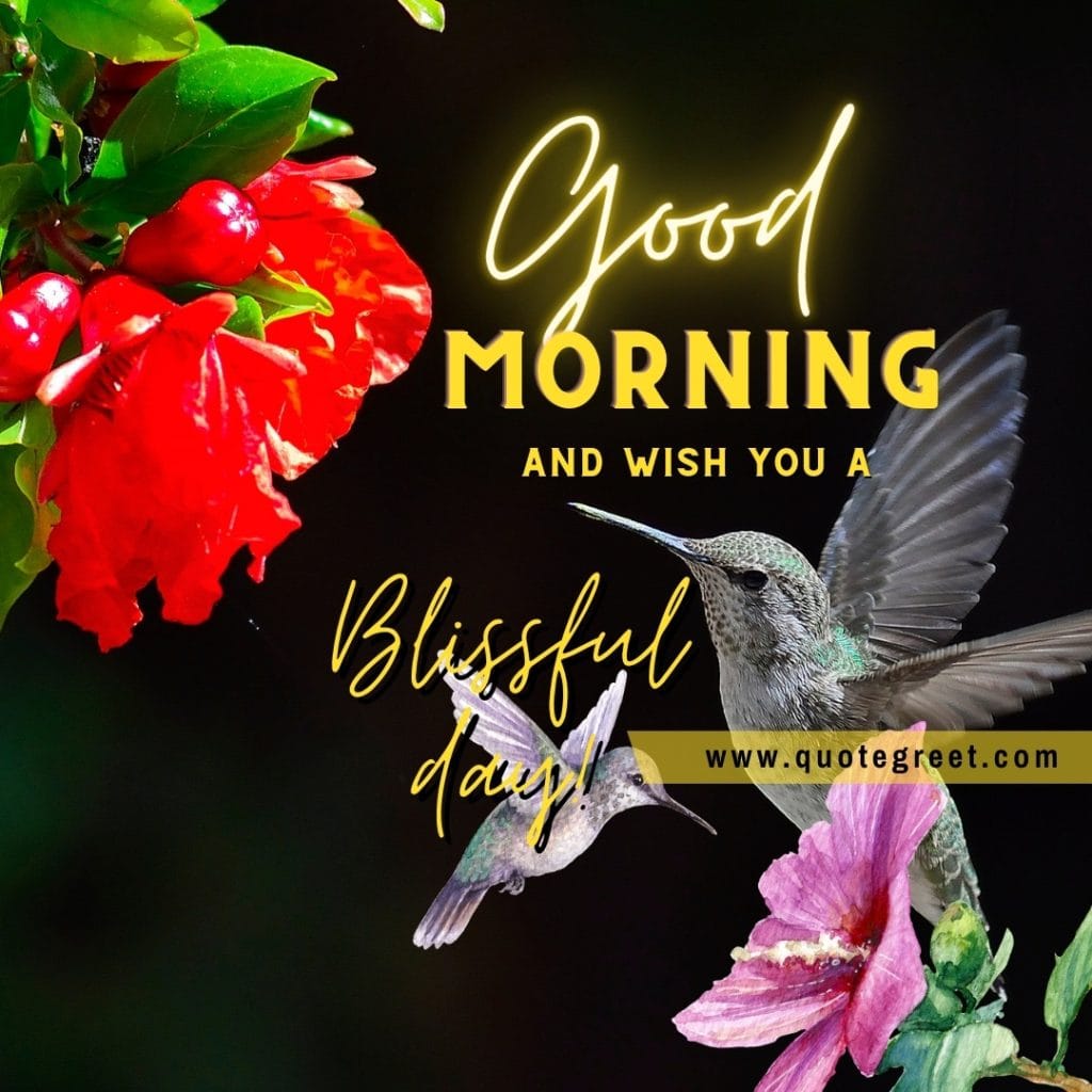 good-morning-hummingbird-image-wish-you-a-blissful-day-cute-flowers-hummingbirds-bird-picture-pic-photo-image