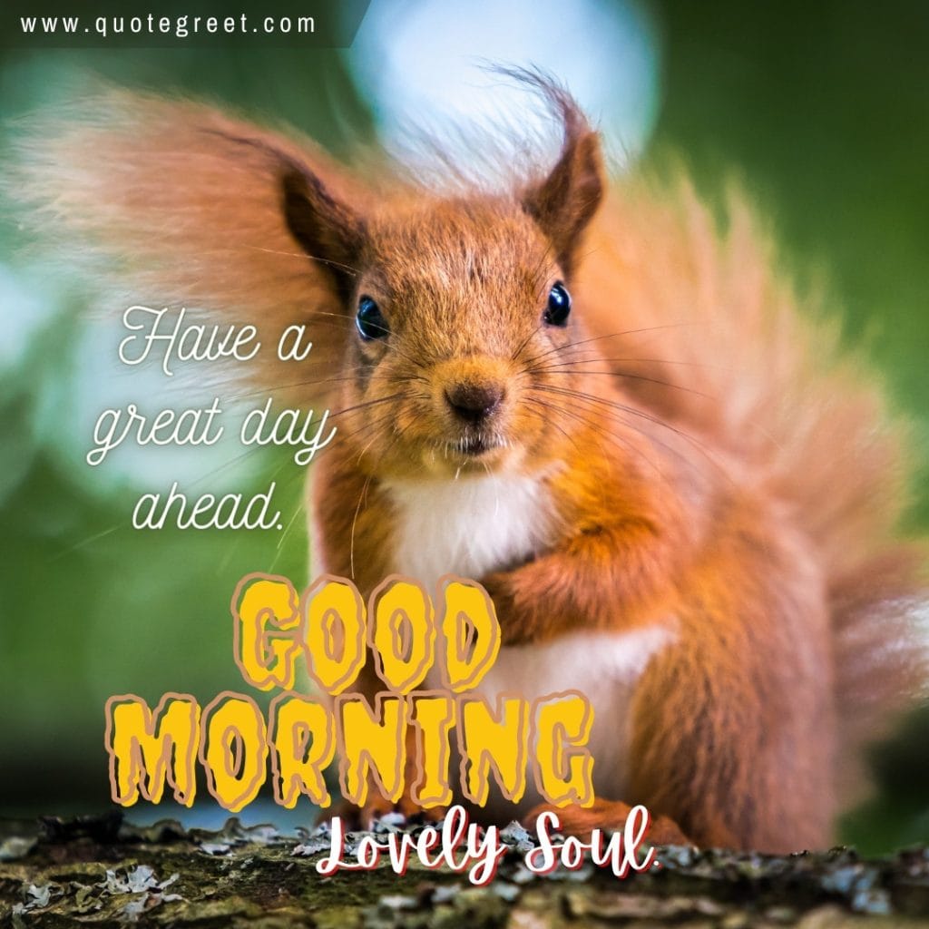 good-morning-squirrel-cute-beautiful-image-picture-pic-photo-gud-wish-message-blessings