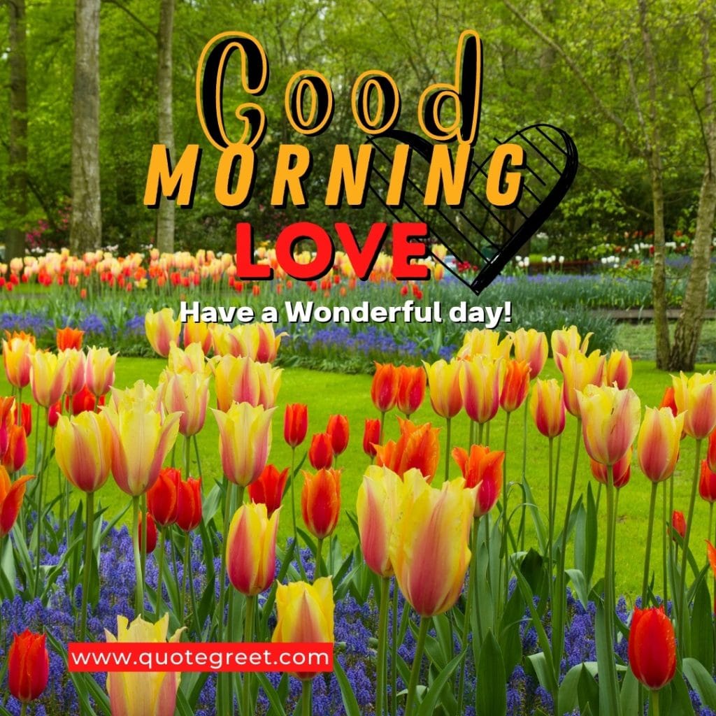 tulip-garden-good-morning-love-yellow-orange-red-flowers-have-a-wonderful-park-landscape-scenic-scenery-hd-day-fresh-nature-natural-pic-gud-image-photo-picture