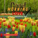 tulip-garden-good-morning-lovw-yellow-orange-red-flowers-have-a-wonderful-park-landscape-scenic-scenery-day-fresh-nature-natural-pic-gud-image-photo-picture