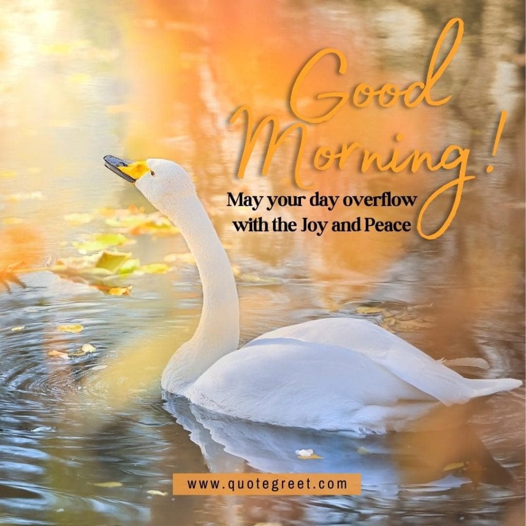 white-swan-heart-good-morning-river-lake-water-sunrise-nature-swan-pic-