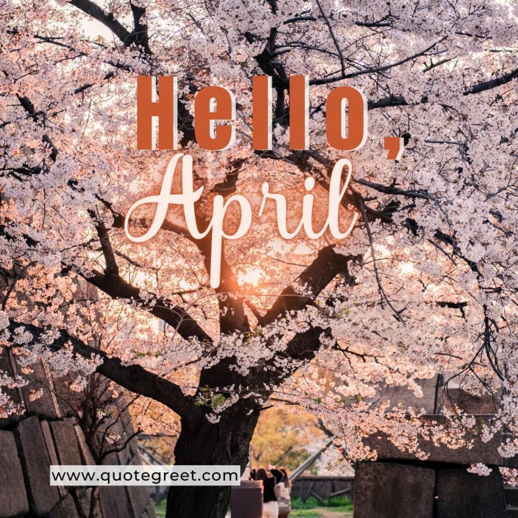 hello-april-cherry-blossom-tree-sun-rays-cute-orange-pink-amazing-image-picture-pic-photo