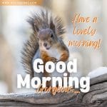 cute-good-morning-gorgeous-squirrel-beautiful-image-picture-pic-photo-gud-wish-message-blessings