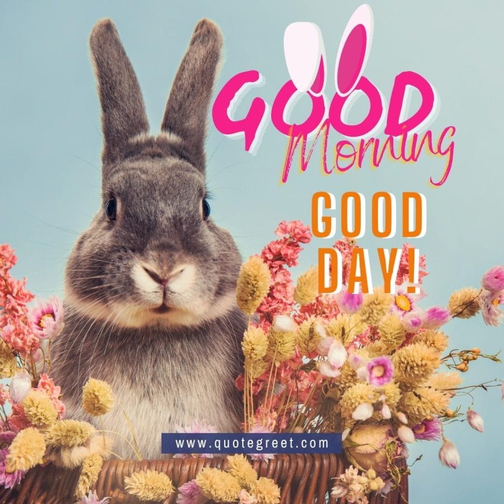 cute-rabbit-good-morning-good-day-bunny-image-pic-gud-wishes-black