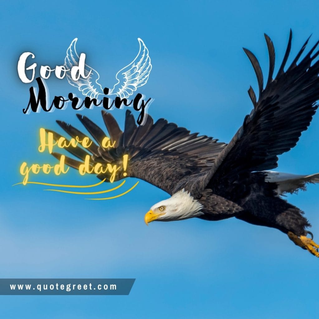 flying-eagle-bird-good-morning-have-a-good-day-image-pic-gud-picture-photo