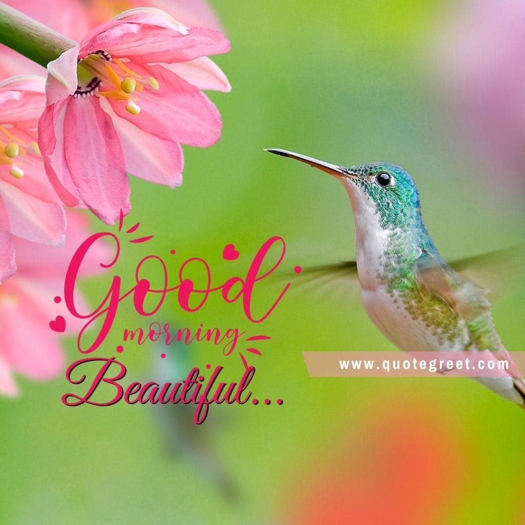 good-morning-beautiful-hummingbird-pink-flower-image-nature-natural-cute-bird-picture-pic-photo-image