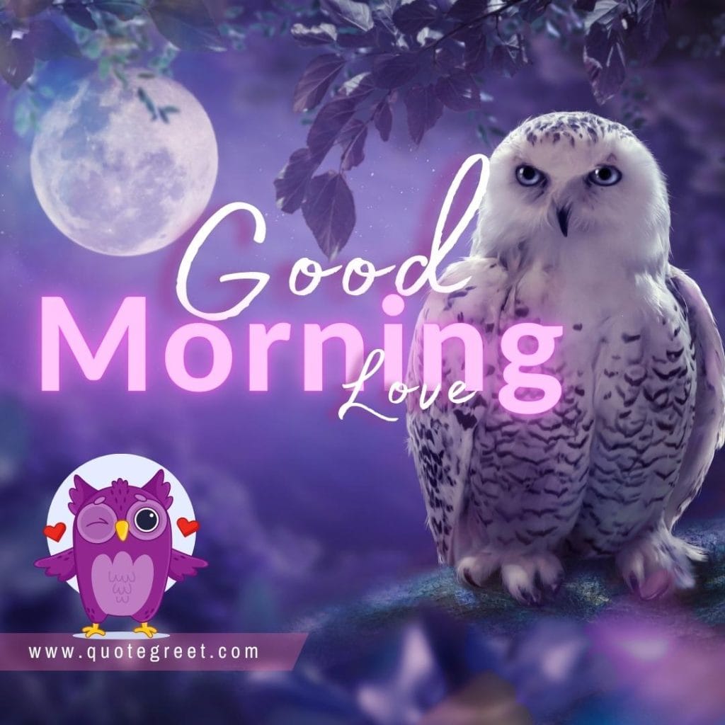 good-morning-owl-cute-white-black