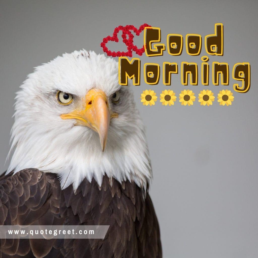 beautiful-eagle-bird-good-morning-floral-image-pic-gud-picture-photo