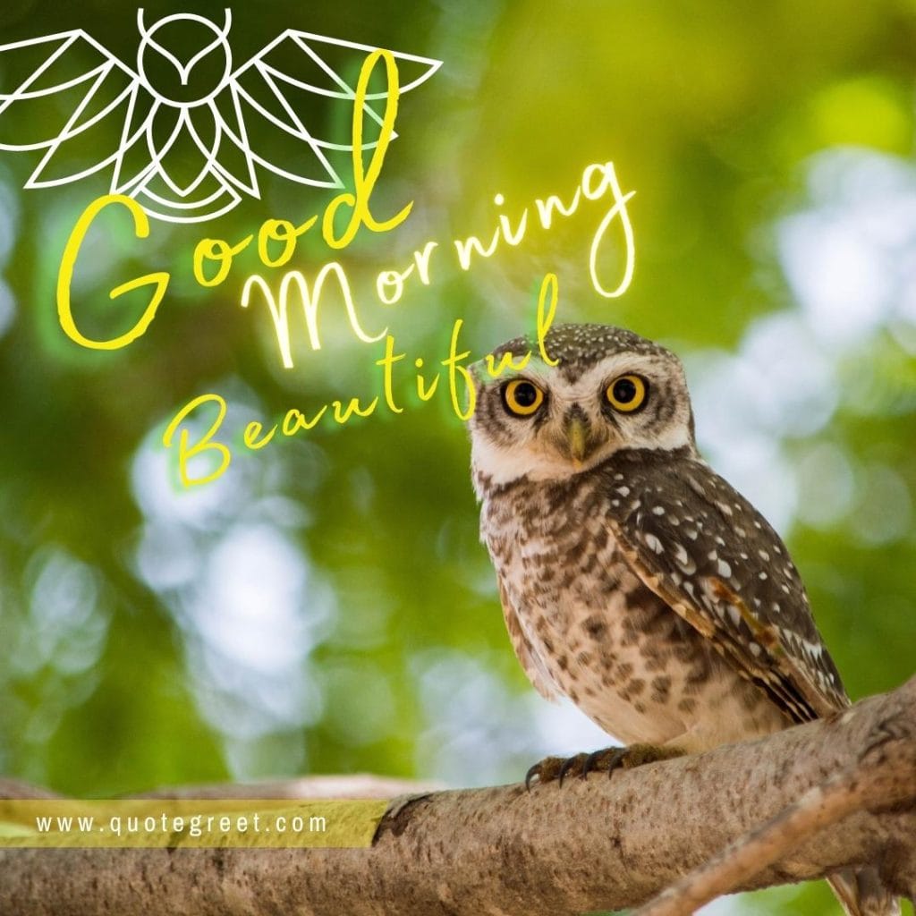 cute-owl-sitting-on-tree-branch-nature-bird-good-morning