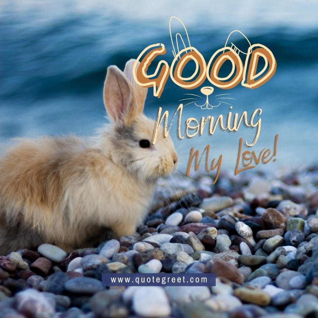 cute-rabbit-good-morning-my-love-bunny-image-pic-gud-wishes-brown-nature