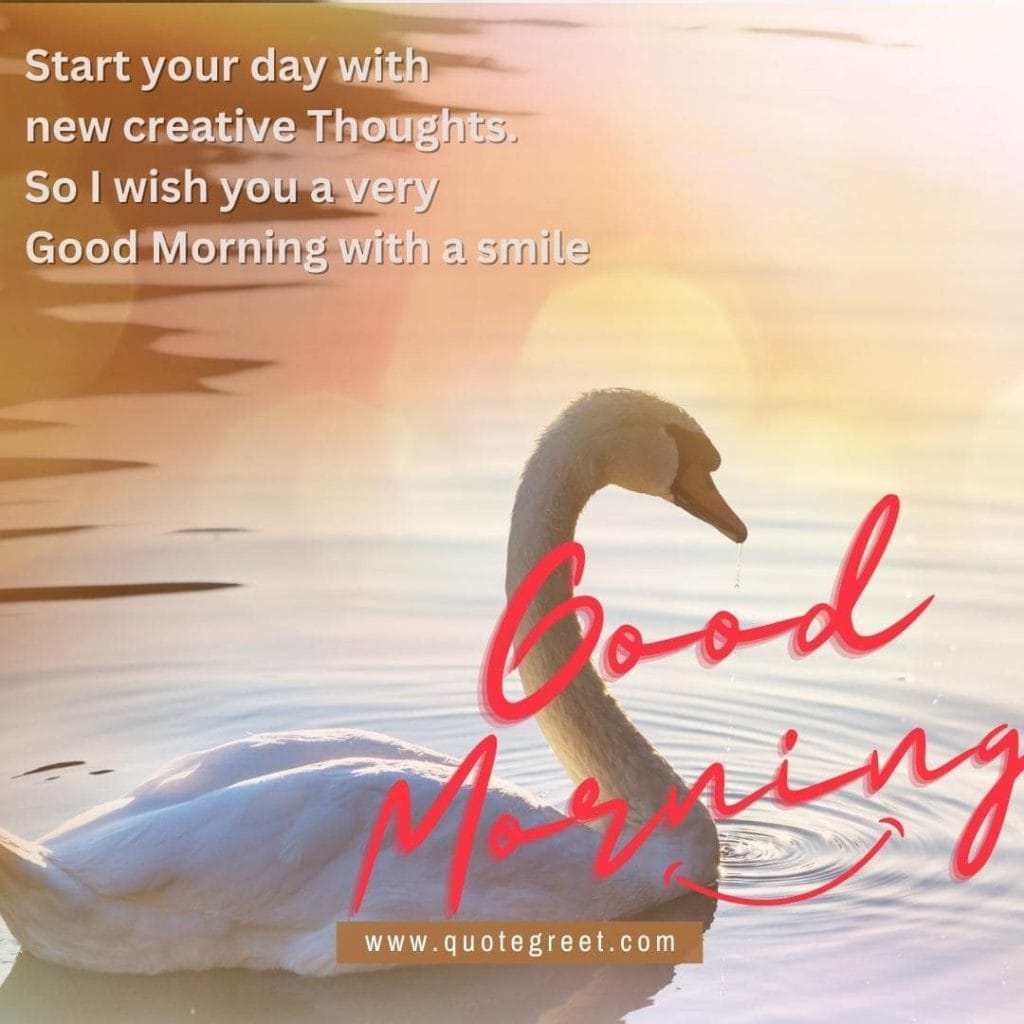 cute-white-swan-heart-good-morning-river-lake-water-sunrise-nature-pic-gud