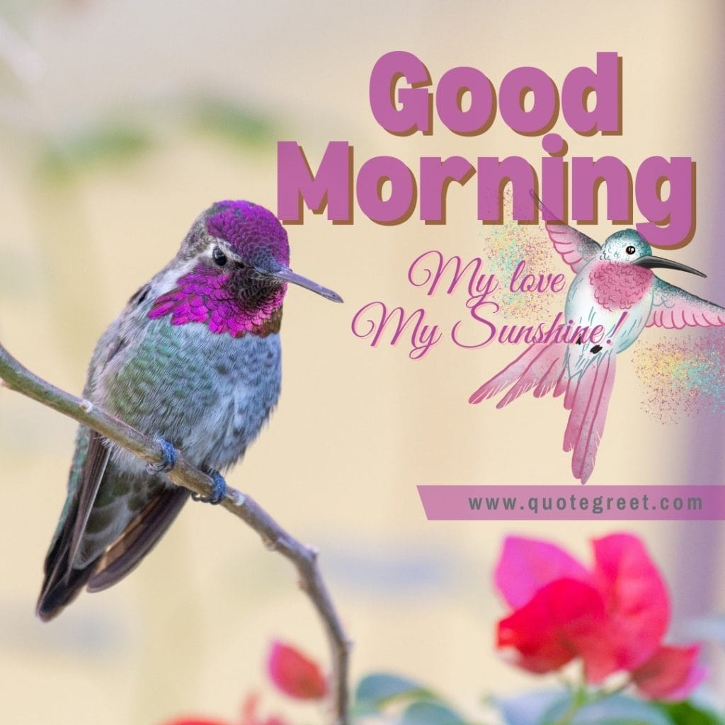 good-morning-my-love-my-sunshine-hummingbird-romantic-cute-purple-image--hummingbirds-bird-picture-pic-photo-image