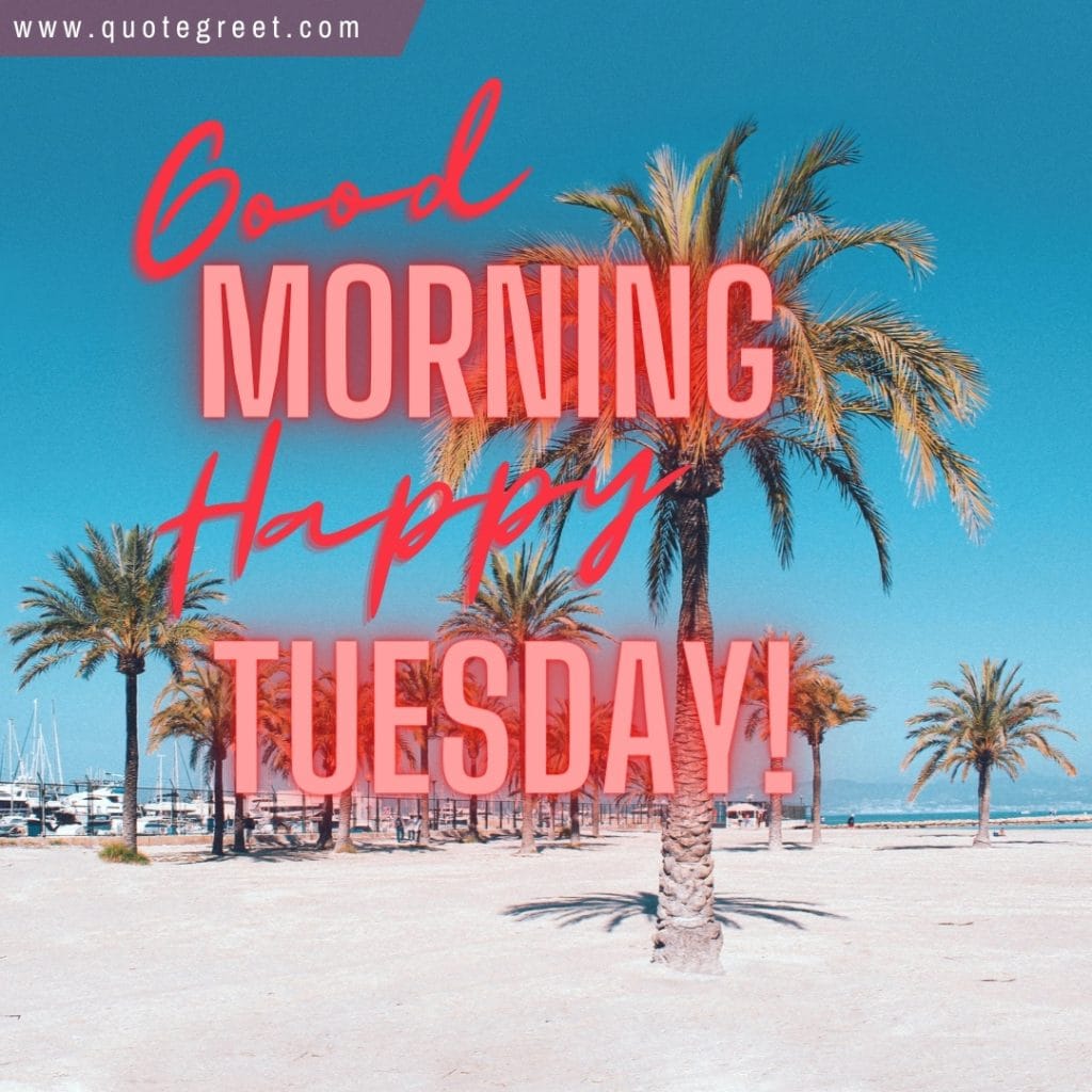 happy-tuesday-good-morning-beach-palm-trees-yatch-marina-sunny-beautiful-nature-natural-pic-gud-image-picture-photo