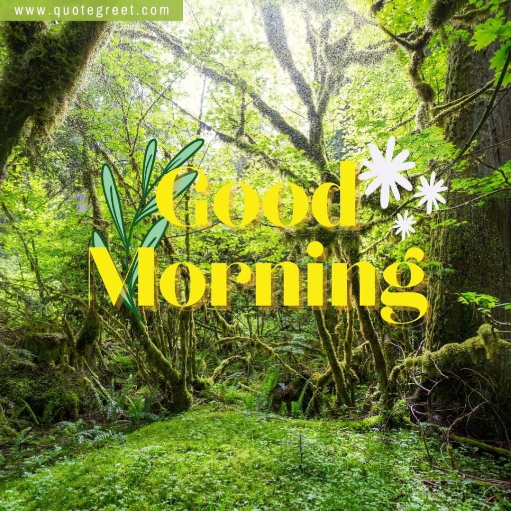 cute-amzing-deep-forest-good-morning-trees-green-nature-natural-scenery-scenic-pic-picture-gud