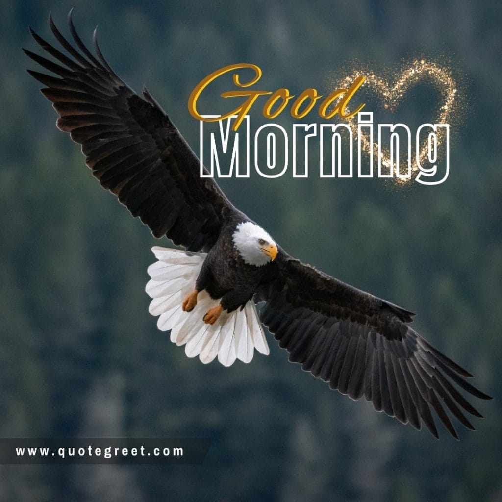 flying-bird-good-morning-eagle-image-pic-gud-picture-photo