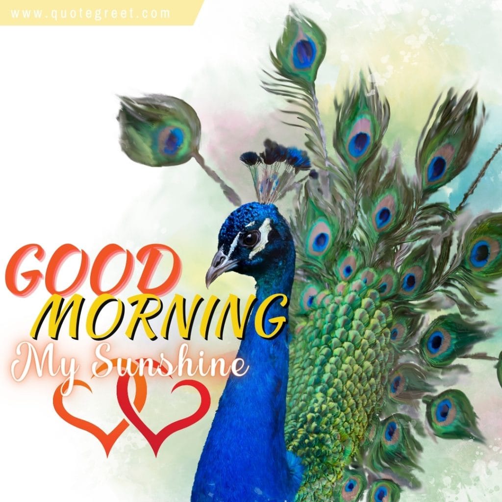 good-morning-my-sunshine-one-peacock-hearts-nature-birds-image-pic-gud-picture-photo