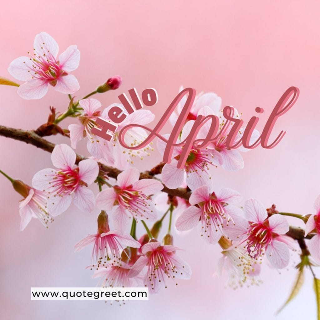 ello-april-cherry-blossoms-pink-cute-amazing-image-picture-pic-photo