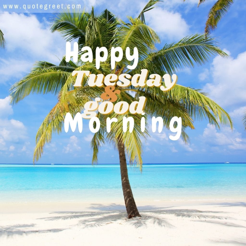 happy-tuesday-good-morning-beach-single-palm-tree-nature-blue-summer-tropical-nature-natural-pic-gud-image-picture-photo