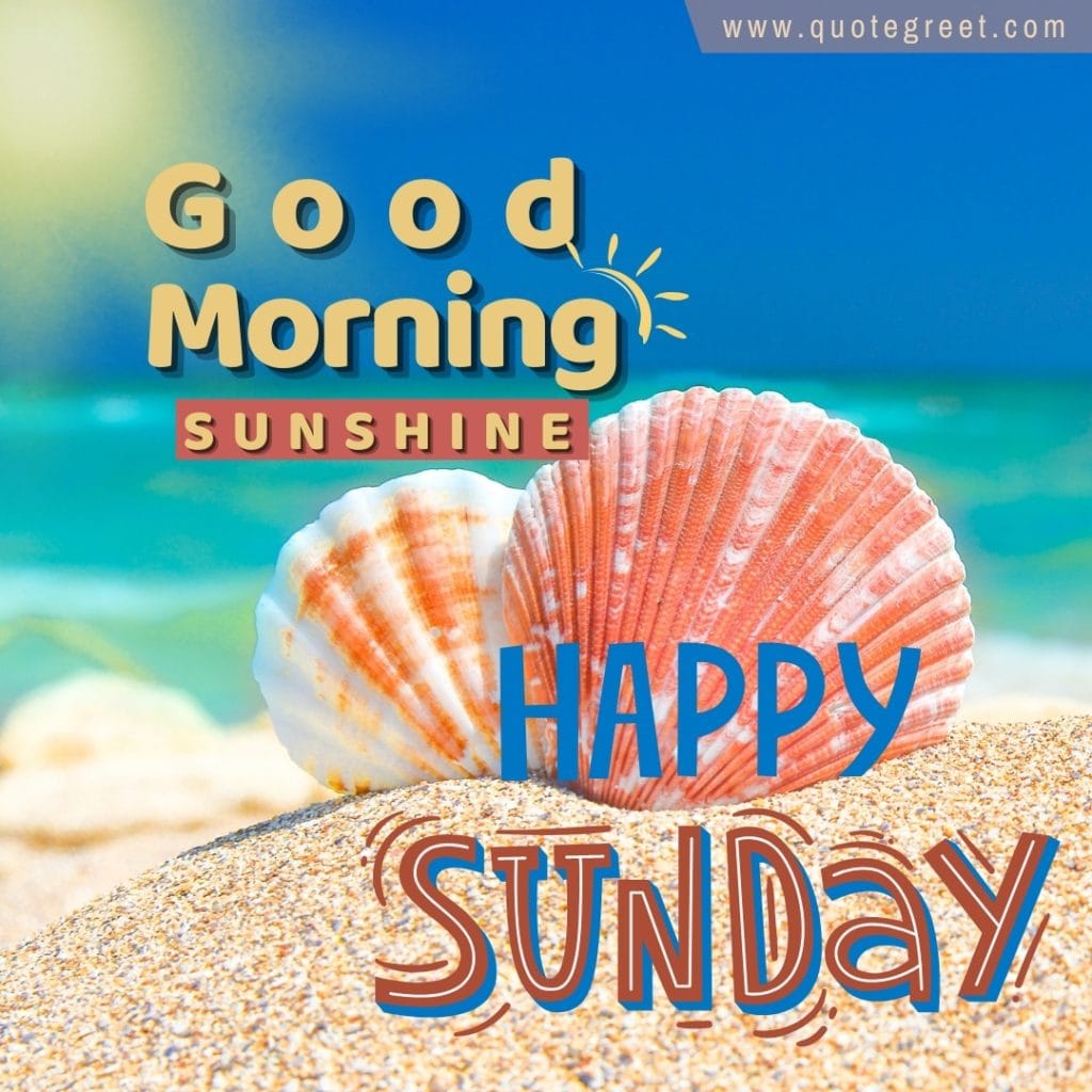 happy-sunday-good-morning-beach-seashells-sun-sunny-summer-tropical-nature-natural-pic-gud-image-picture-photonature-natural-pic-gud-image-picture-photo