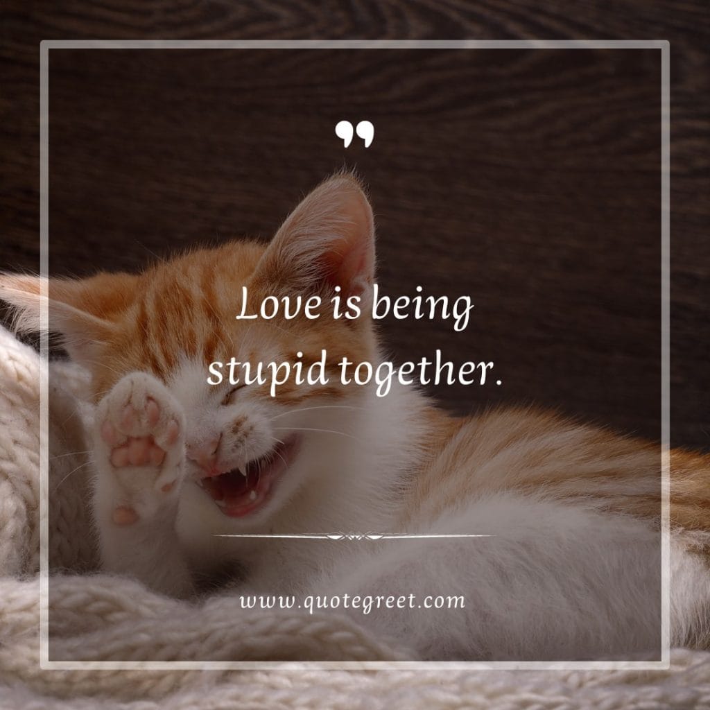 funny-quote-of-the-day-13-february-monday-13th-today-funny-cat