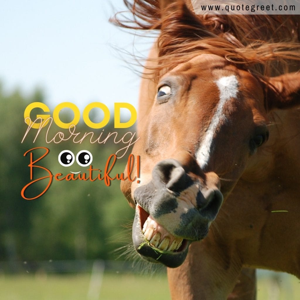 funny-good-morning-horse-images-nature-image-pic-gud-picture-photo