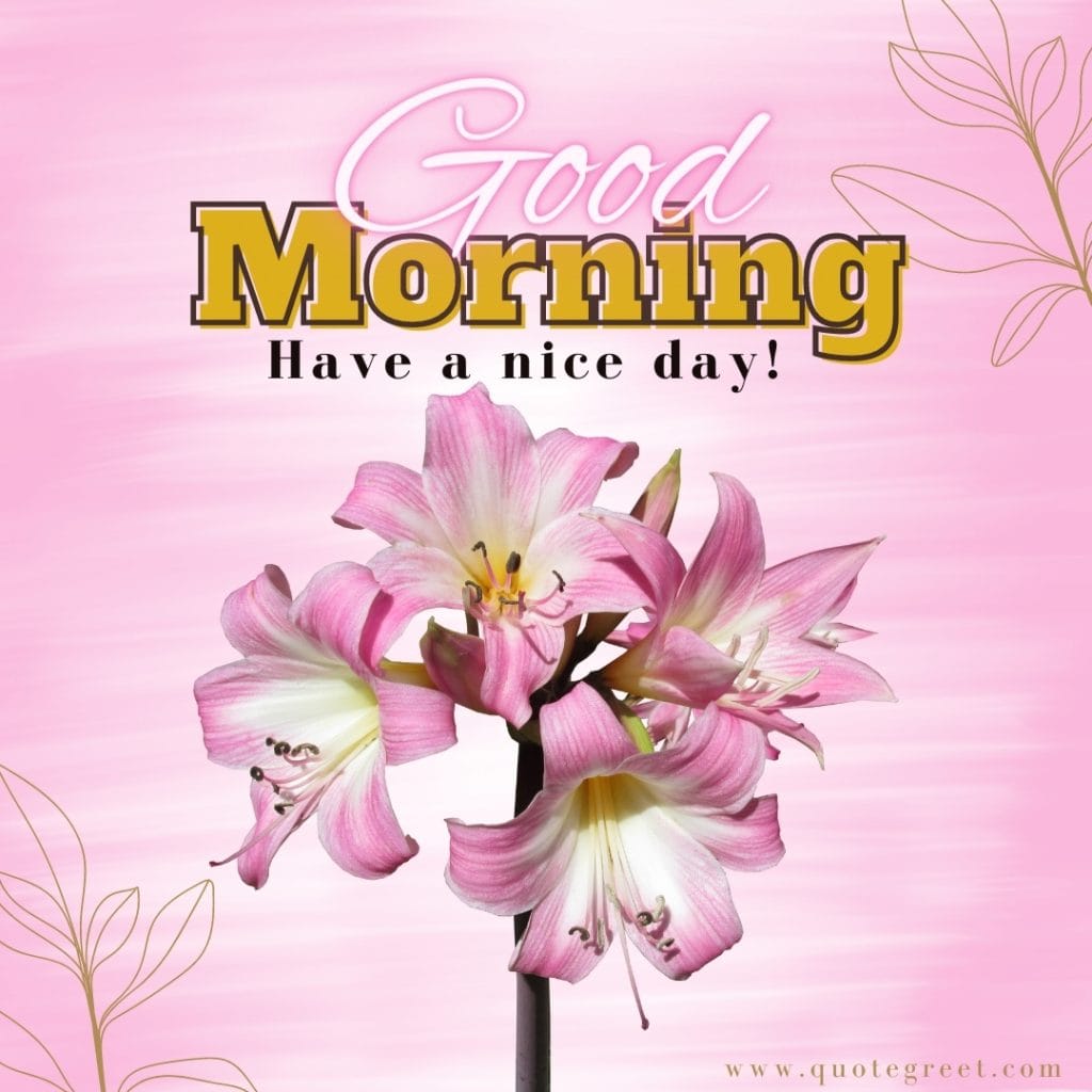 good-morning-pink-stargazer-lily-images-flowers-have-a-nice-day-lilies-lillies-lilly-gud-hd-pictures-photo-image