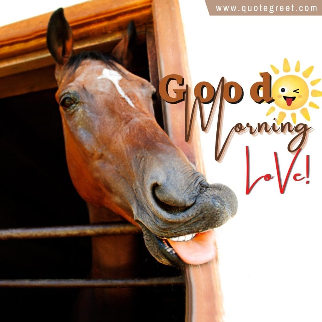 good-morning-love-funny-horse-nature-image-pic-gud-picture-photo