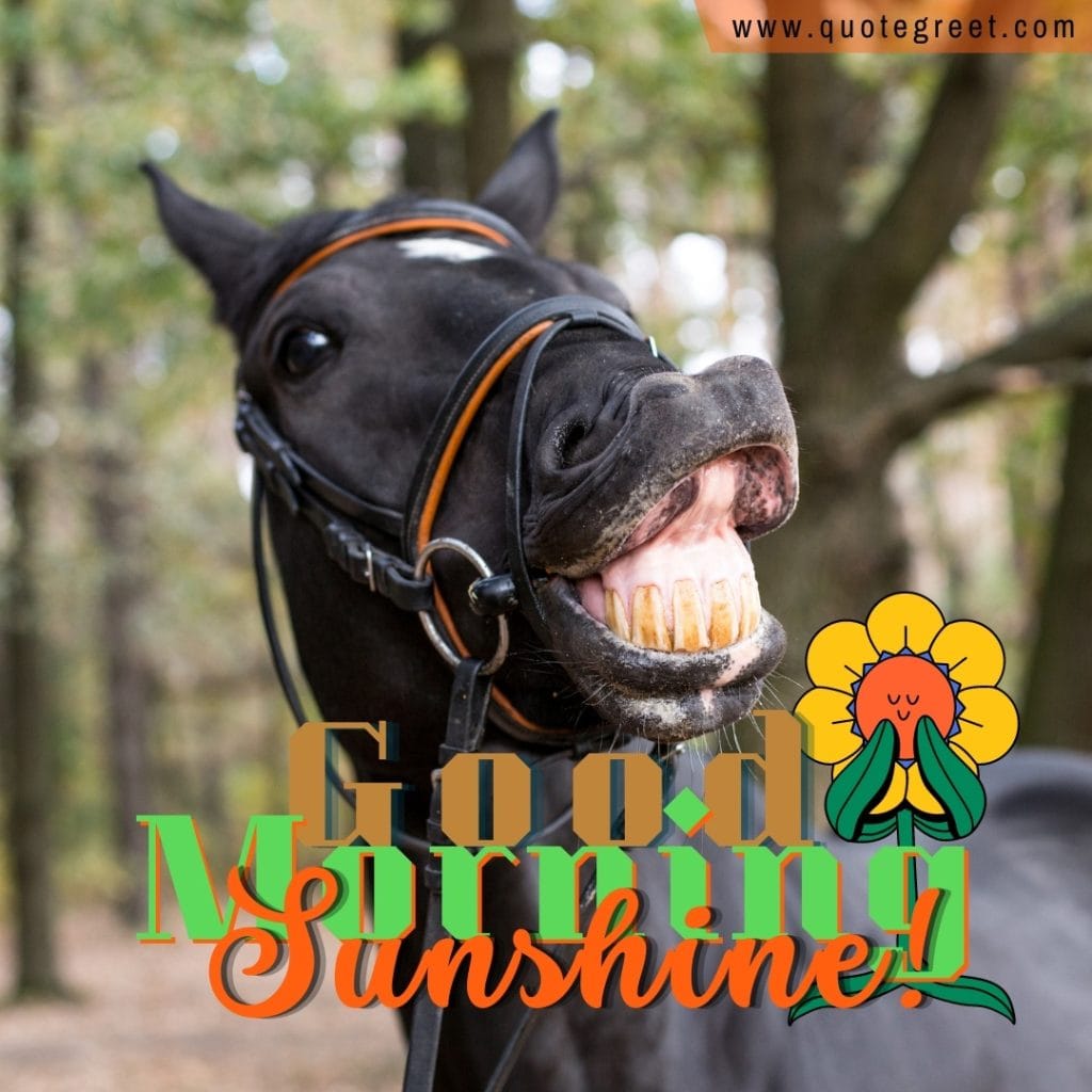 good-morning-sunshine-funny-smiling-horse-black-nature-image-pic-gud-picture-photo