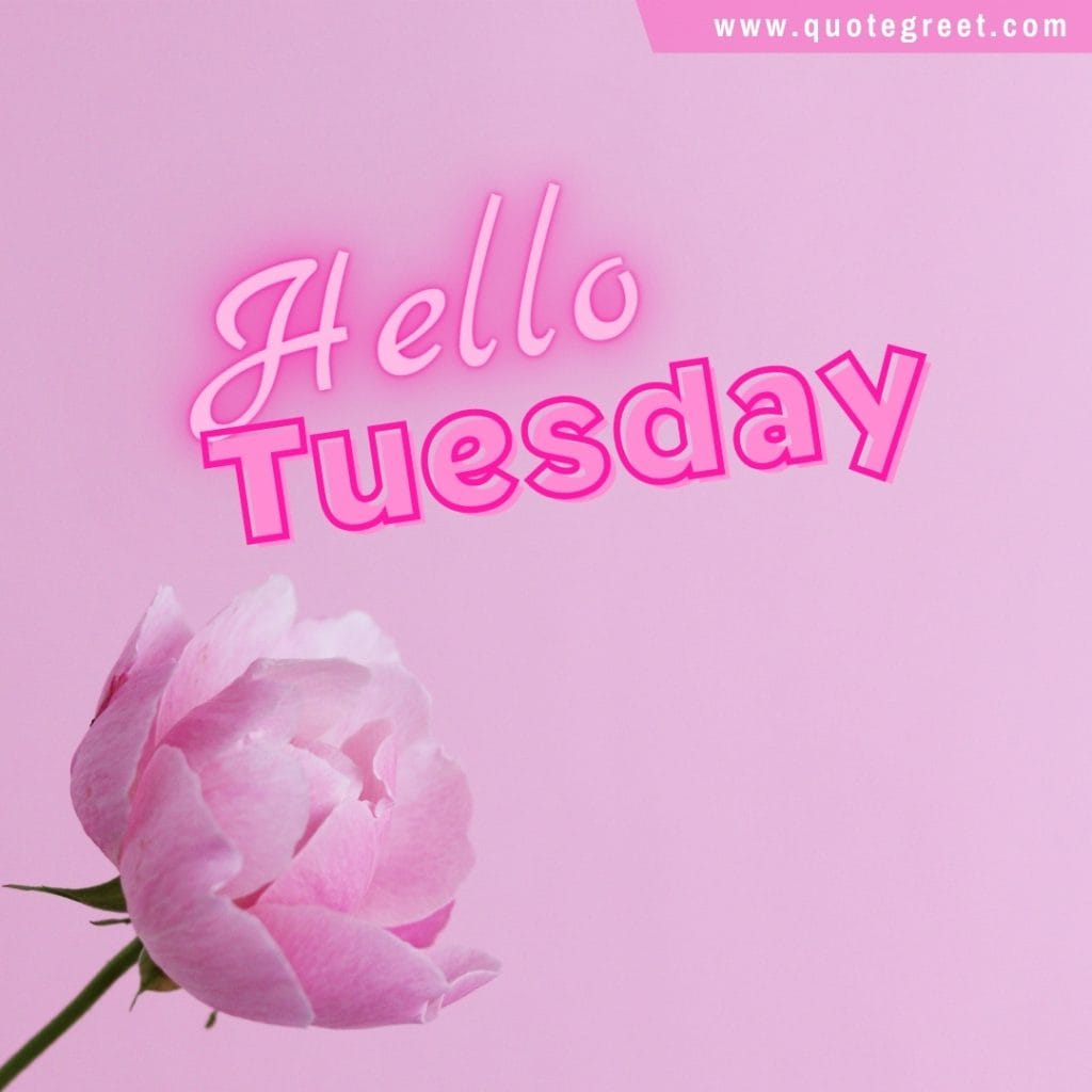 pink-single-flower-hello-tuesday-cute-beautiful-aesthetic-pic-picture-image-photo