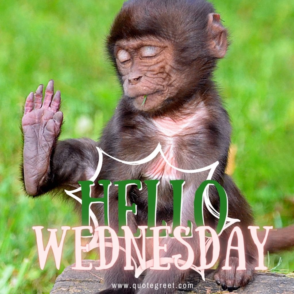 funny-hello-wednesday-images-monkey-animals-pic-picture-image-photo