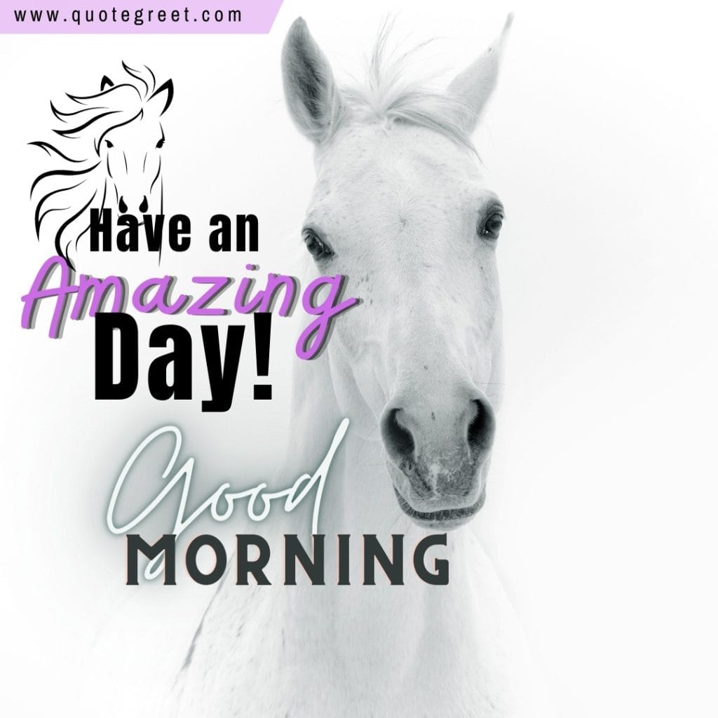 good-morning-white-horse-beautiful-cute-messages-wishes-greetings-nature-image-pic-gud-picture-photo-pony