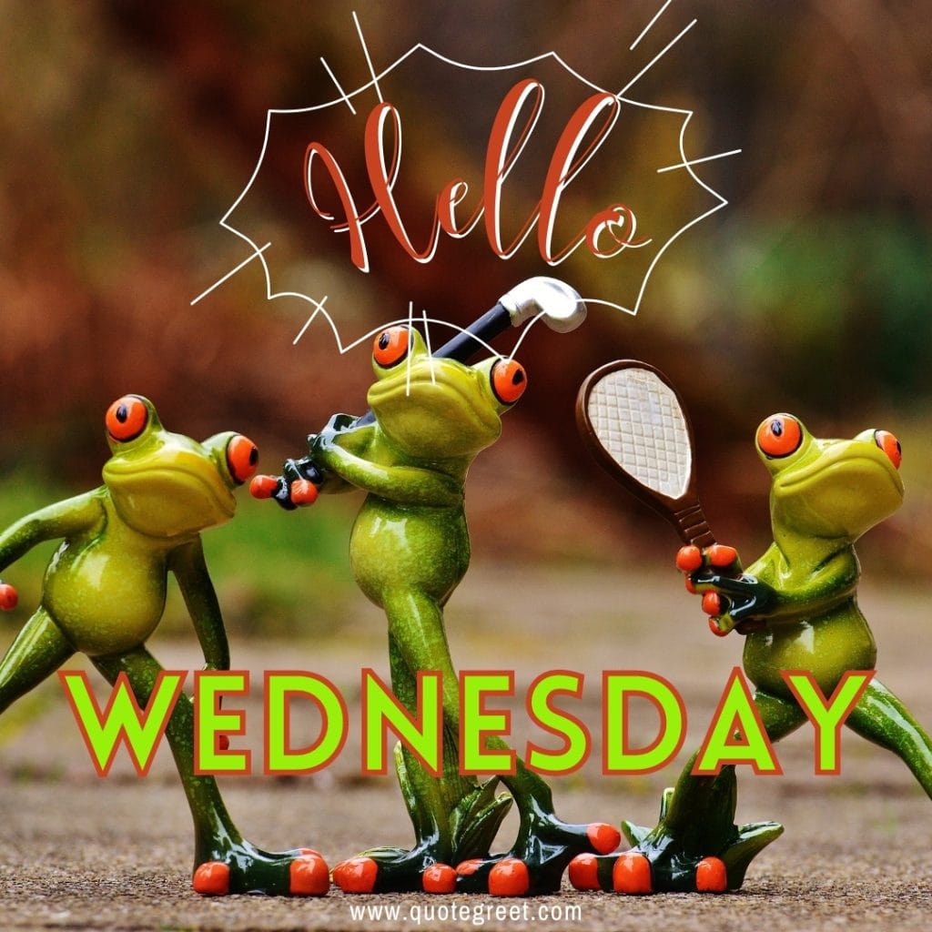 frogs--hello-wednesday-images-funny-animals-pic-picture-image-photo