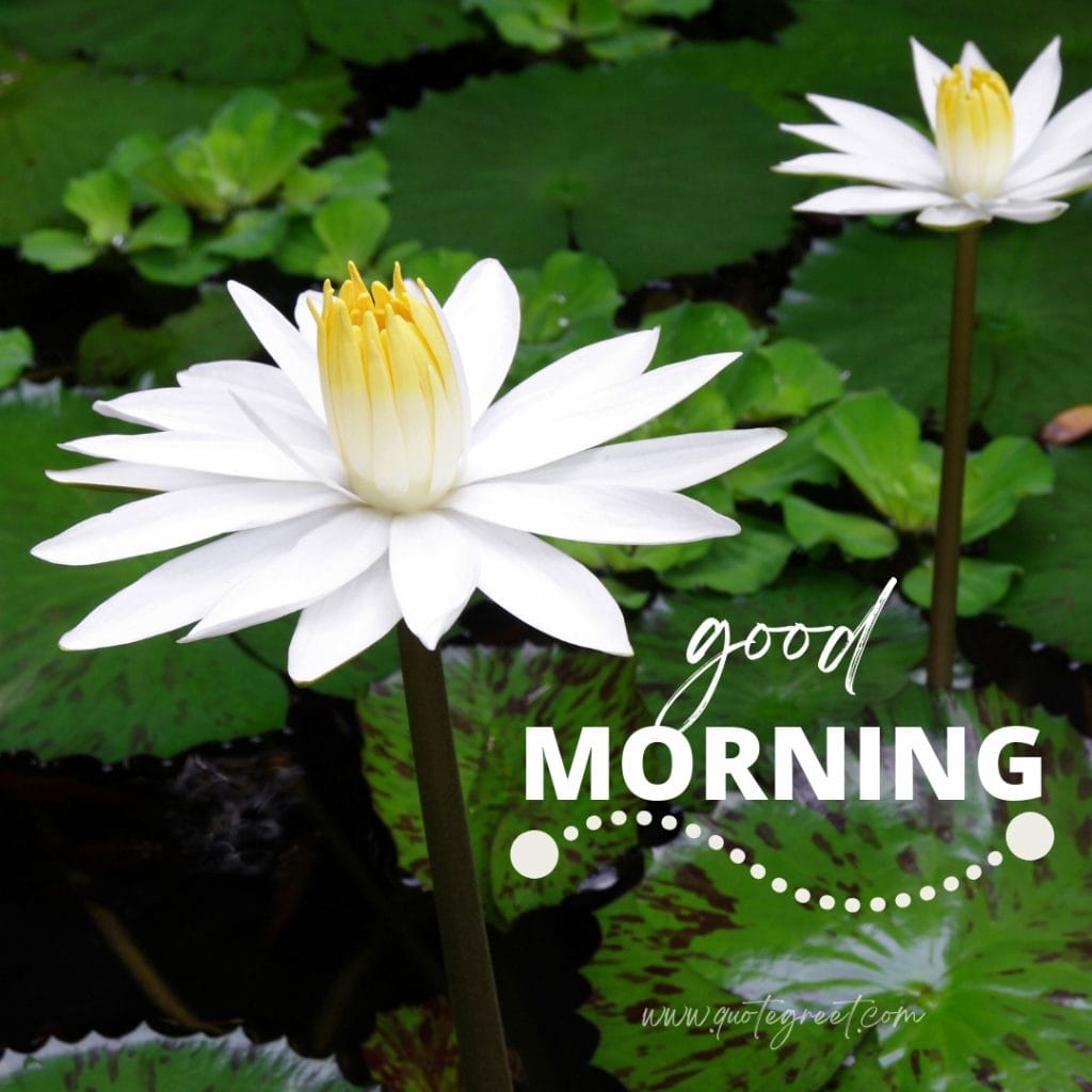 good-moring-white-lotus-flower-images-water-flowers-beautiful-bloom-sweet-nature-cute-new-special-hd-pic-gud-goodmorning-image-pictures-photo