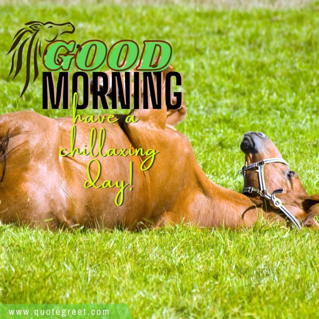 good-morning-have-chillax-lazy-horse-lying-on-ground-nature-image-pic-gud-picture-photo