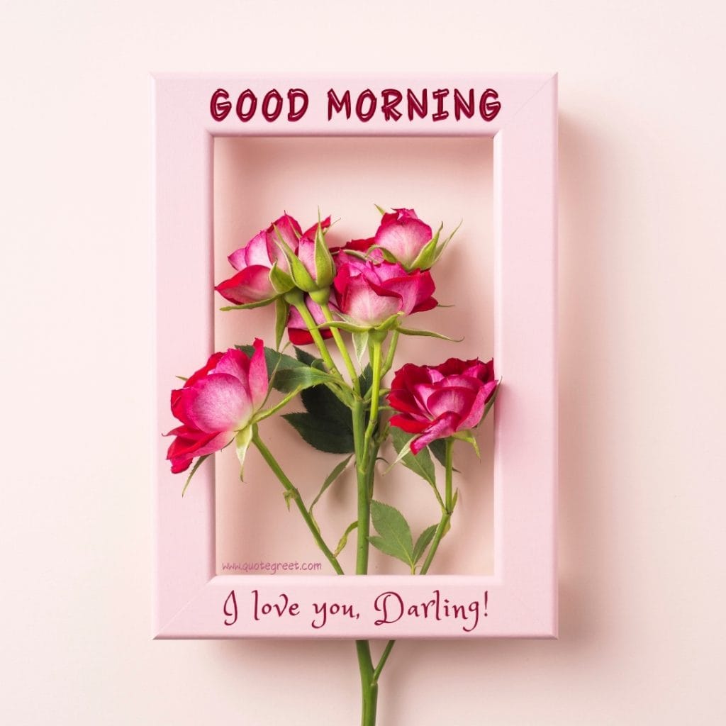 good-morning-i-love-you-darling-pink-rose-flowers-roses-romantic-aesthetic-modern-unique-beautiful-lovely-cute-hd-frame-pic-picture-image-photo