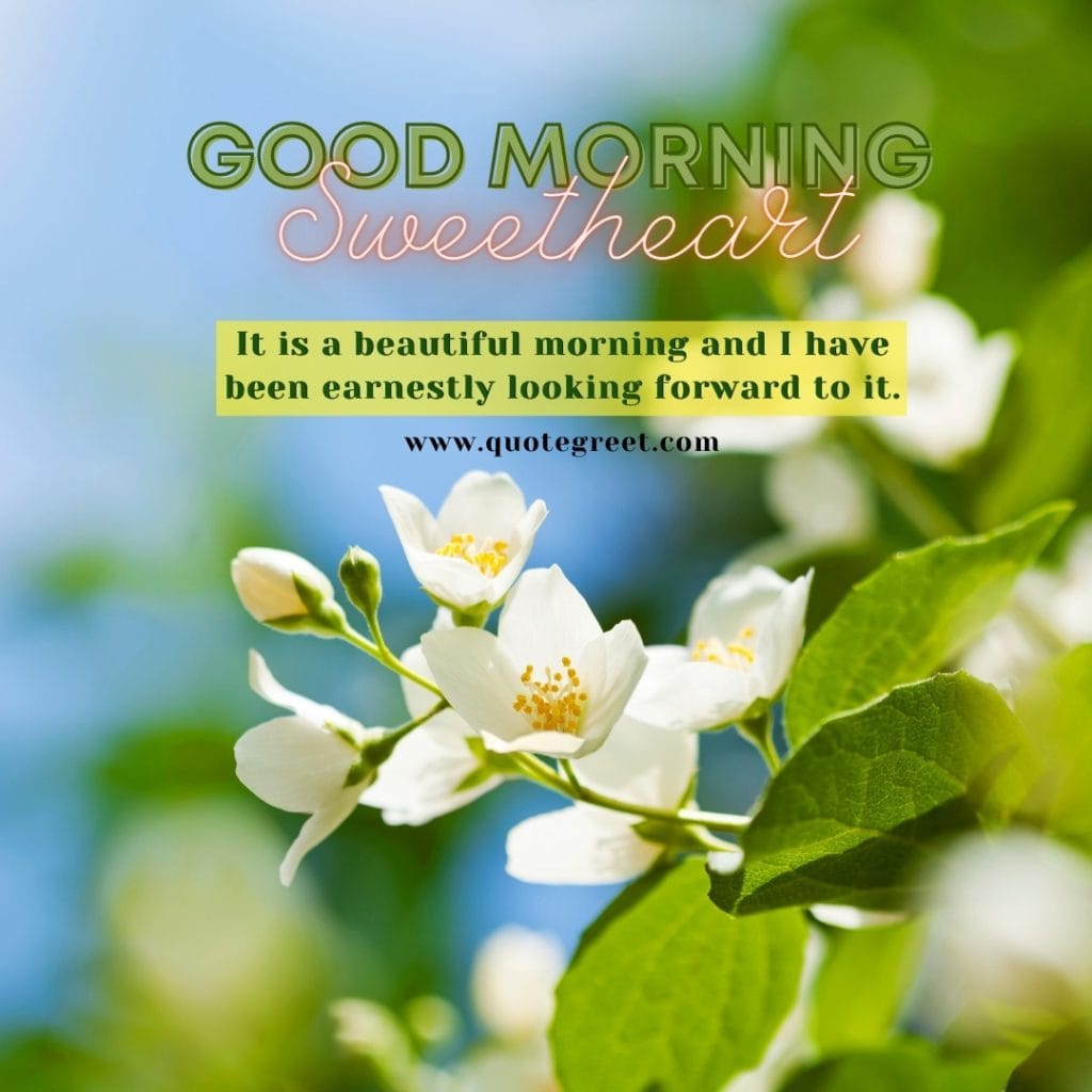 good-morning-jasmine-flower-images-mogra-flowers-wishes-messages-greetings-quotes-beautiful-cute-white-hd-pic-gud-image-picture-photo