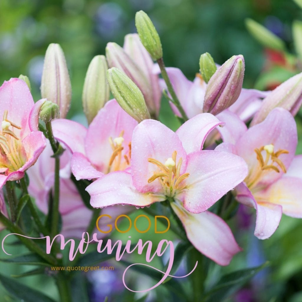 pink-good-morning-stargazer-lily-images-cute-beautiful-flowers-lilies-lillies-lilly-gud-hd-pictures-photo-image