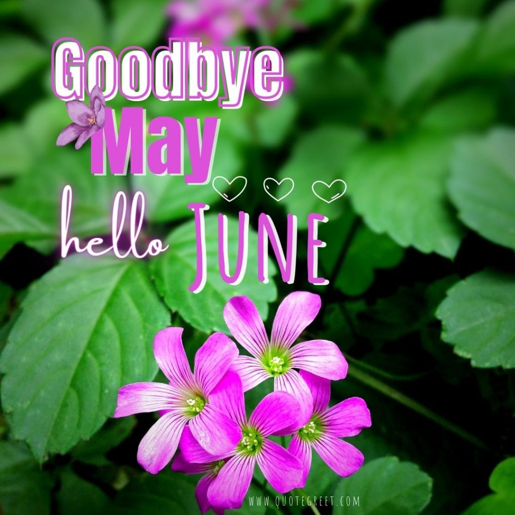 goodbye-may-hello-june-images-purple-flower-bye-nature-pic-image-picture-photo-hd